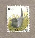 Stamps Belgium -  Ave Chlidonias niger