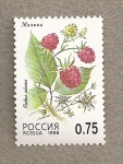 Stamps : Europe : Russia :  Rubus idaeus