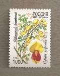 Stamps Russia -  Cytisus scoparius