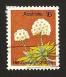 Stamps : Oceania : Australia :  flora, helichrysum thamsonii