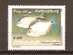 Stamps : America : Paraguay :  TETROGONOPTERUS  ARGENTEUS