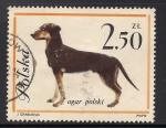 Stamps Poland -  Perro de Caza.