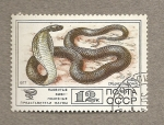 Stamps Russia -  Serpiente venenosa