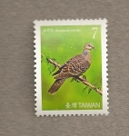 Stamps Asia - Taiwan -  Ave Streptopelia orientalis