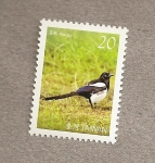 Stamps Asia - Taiwan -  Ave Pica Pica