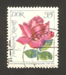 Stamps Germany -  1469 A - Rosa profesor Knoll