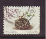 Stamps Europe - South Africa -  serie- Plantas de hojas carnosas