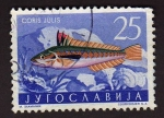 Stamps Yugoslavia -  Coris Julis