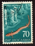 Sellos de Europa - Yugoslavia -  Proteus anguineus
