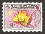 Stamps United Kingdom -  montserrat - mariposa barred sulfhur