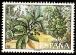 Stamps Spain -  Flora. Barbusano