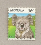 Sellos de Oceania - Australia -  Koala