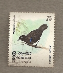 Stamps Asia - Sri Lanka -  Arrenga ceilandés