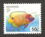 Sellos de Asia - Singapur -  pez tropical, pomacanthus xanthometapon