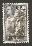 Stamps Sri Lanka -  recolecta del te