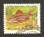 Stamps Sri Lanka -  paz barbus titteya