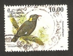 Sellos de Asia - Sri Lanka -  ave gracula ptilogenys