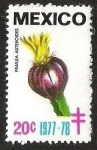 Stamps Mexico -  FRAILEA ASTEROIDES