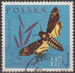 Sellos de Europa - Polonia -  Polonia 1961 Scott 1036 Sello Fauna Insectos Esfinge de la Muerte Acherontia Atropos Usado Polska