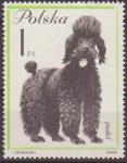 Sellos de Europa - Polonia -  Polonia 1963 Scott 1120 Sello Nuevo Fauna Perros Poodle Polska Poland Polen Pologne 