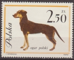 Stamps Poland -  Polonia 1963 Scott 1121 Sello Nuevo Fauna Perros Hunting Dog Polska Poland Polen Pologne 
