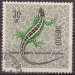 Stamps Poland -  Polonia 1963 Scott 1134 Sello Fauna Reptiles Lagarto Agil Lacerta Agilis Usado Polska Poland Polen