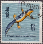 Sellos de Europa - Polonia -  Polonia 1963 Scott 1140 Sello Fauna Reptiles Triton Alpino Triturus Alpestris Usado Polska Poland
