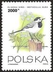 Sellos de Europa - Polonia -   PLISZA SIWA - MOTACILLA ALBA