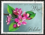 Stamps Poland -  JABLON NIEDZWIEDZKIEGO