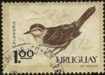 Sellos de America - Uruguay -  Aves autóctonas. Calandria.