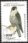 Stamps Chile -  AVES CHILENAS - HALCON PEREGRINO