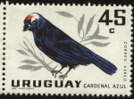 Sellos de America - Uruguay -  Aves autóctonas. El cardenal azul.