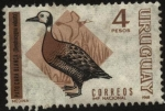 Stamps : America : Uruguay :  Aves autóctonas. Pato sirirí cariblanco, sirirí de la pampa o yaguasa careta. Dendrocygna viduata.