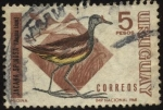 Sellos de America - Uruguay -  Aves autóctonas. Ave de bañado la Jacana Spinosa.