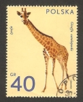 Stamps Poland -  fauna, una jirafa 