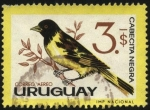 Sellos de America - Uruguay -  Aves autóctonas. Cabecita negra o jilguero.