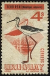 Sellos de America - Uruguay -  Aves autóctonas de bañado. Tero Real. Himantopus melanurus.