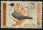 Sellos de America - Uruguay -  Aves de Uruguay. Gaviota cabeza negra. Larus ridibundus maculipennis.
