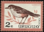 Sellos de America - Uruguay -  Aves autóctonas. El Zorzal.
