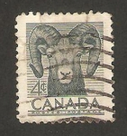Sellos de America - Canad� -  fauna, un muflon 