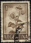Sellos de America - Argentina -  Planta oleaginosa Girasol.