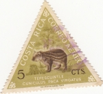 Stamps America - Costa Rica -  Tepescuintle