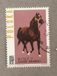 Stamps Poland -  Caballo raza árabe