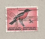 Sellos de Africa - Sud�frica -  Pájaro  Alcaudón