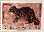 Sellos de America - El Salvador -  mapache