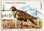 Stamps Spain -  ortega pterocles orientalis