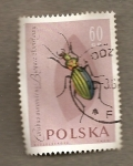 Stamps Poland -  Escarabajo Carabus aurolinens