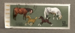 Stamps Europe - Poland -  Tipos caballos árabes