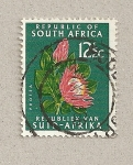 Stamps South Africa -  Protea
