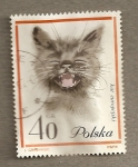 Stamps Poland -  Gato europeo